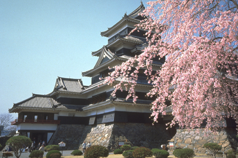 Kastil Matsumoto menonjol megah di bawah sinar matahari, menggambarkan keanggunan arsitektur klasik Jepang