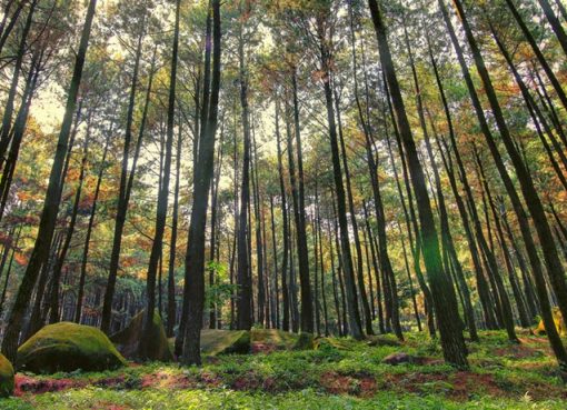 Hutan Pinus: Tempat Healing yang Nggak Pernah Gagal Hutan Pinus: Keindahan Sederhana dengan Nuansa Mistis dan Damai