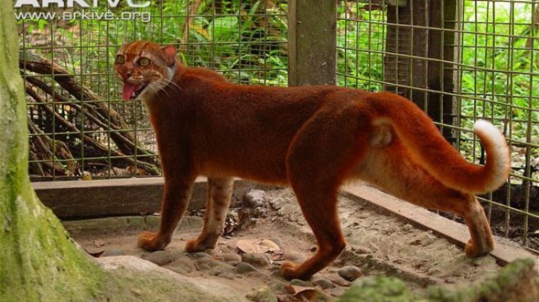 Kucing Merah Kalimantan: Mengapa Spesies Ini Perlu Dilindungi Sekarang Juga 1 Kucing Merah Kalimantan