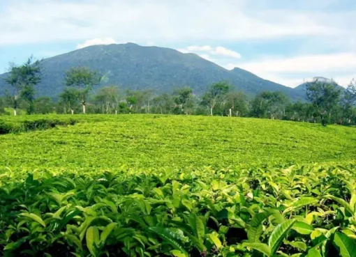 Kebun Teh Puncak: Pengalaman Seru yang Tidak Terlupakan Kebun Teh Puncak: Keindahan Sederhana yang Menenangkan