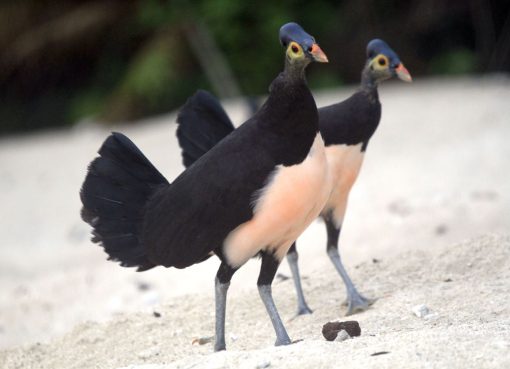 Maleo: Burung Langka Indonesia yang Harus Kamu Kenal dan Jaga Maleo