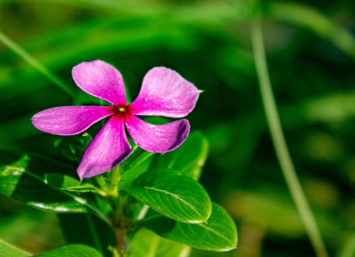 Bunga Tapak Dara: Si Cantik Penghuni Pekarangan yang Ternyata Obat Herbal Hebat Bunga Tapak Dara