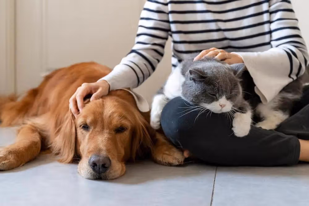 Pet Sitter: Cara Seru Cari Uang Sambil Main Sama Hewan Peliharaan 1 Pet Sitter