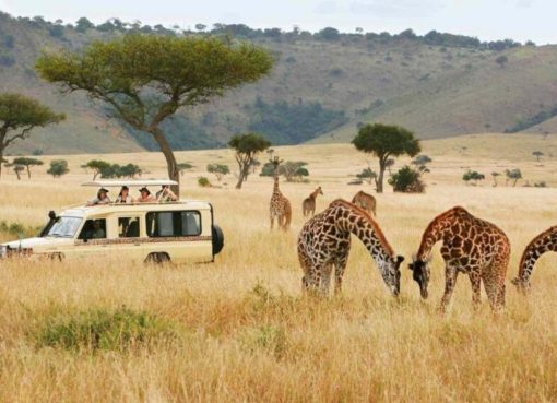 Safari Afrika: Cerita, Tips, dan Kesalahan Kocak Biar Liburan Kamu Berkesan Safari Afrika