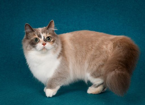 Kucing Munchkin: Serunya Merawat Si Kaki Pendek yang Super Gemesin! Kucing Munchkin