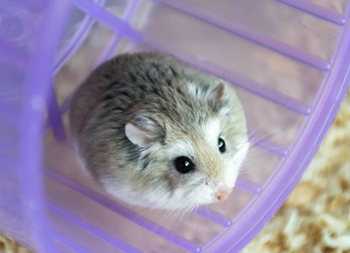 Hamster Roborovski: Peliharaan Imut yang Penuh Tantangan dan Kejutan Hamster Roborovski