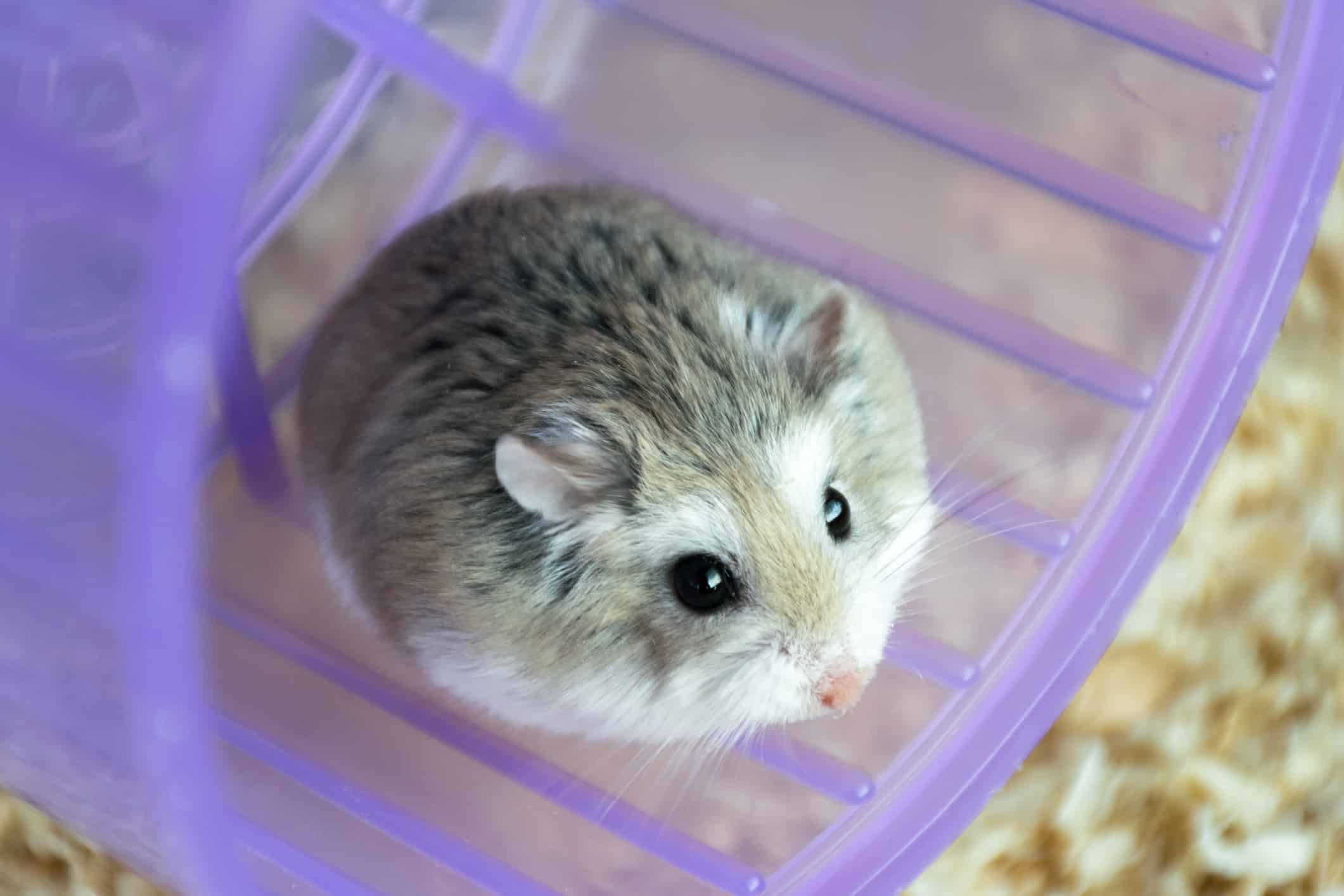 Hamster Roborovski: Peliharaan Imut yang Penuh Tantangan dan Kejutan 1 Hamster Roborovski