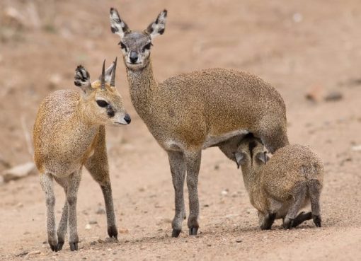 Klipspringer: Si Kecil Lincah dari Pegunungan Afrika Klipspringer