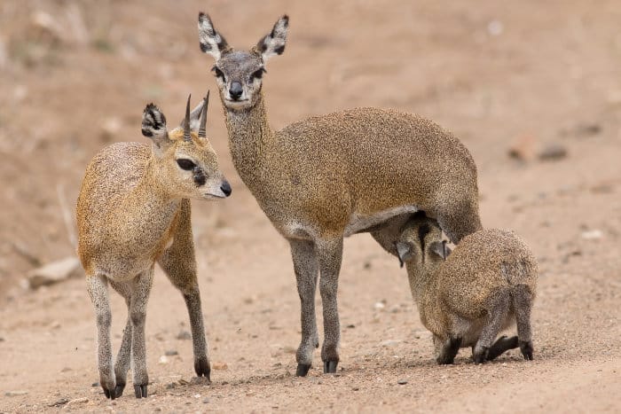 Klipspringer: Si Kecil Lincah dari Pegunungan Afrika 1 Klipspringer