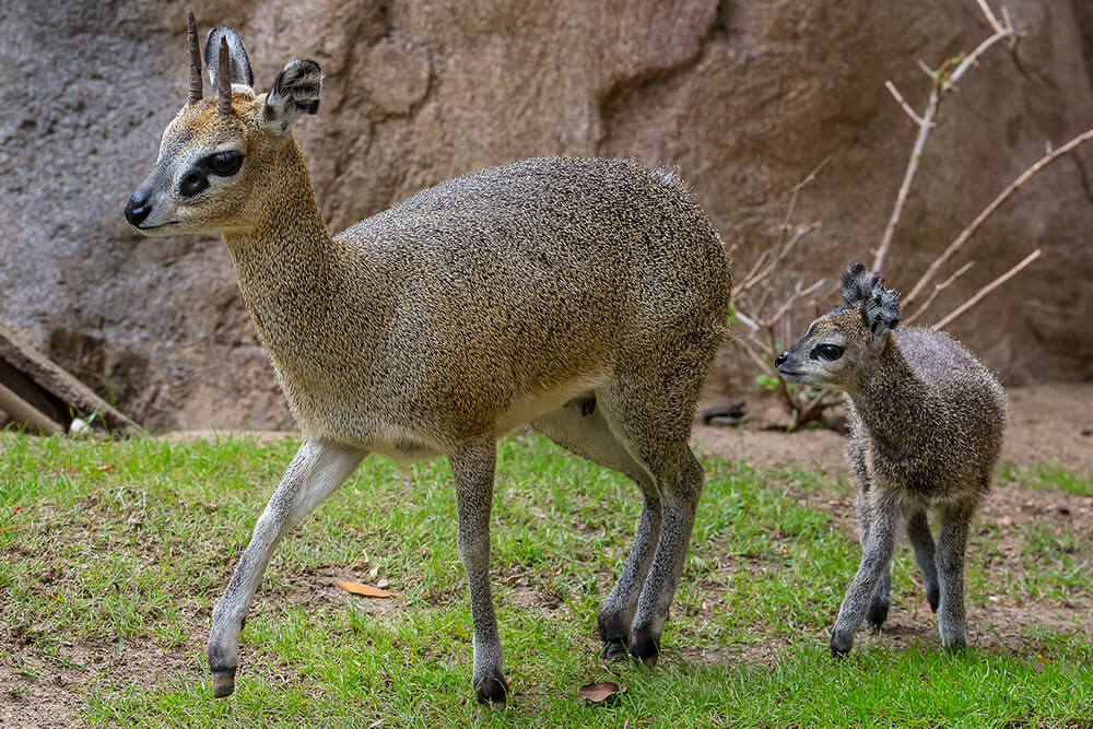Klipspringer