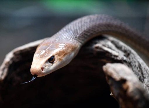 Coastal Taipan: Raja Berbisa dari Pantai Australia yang Memukau Coastal Taipan