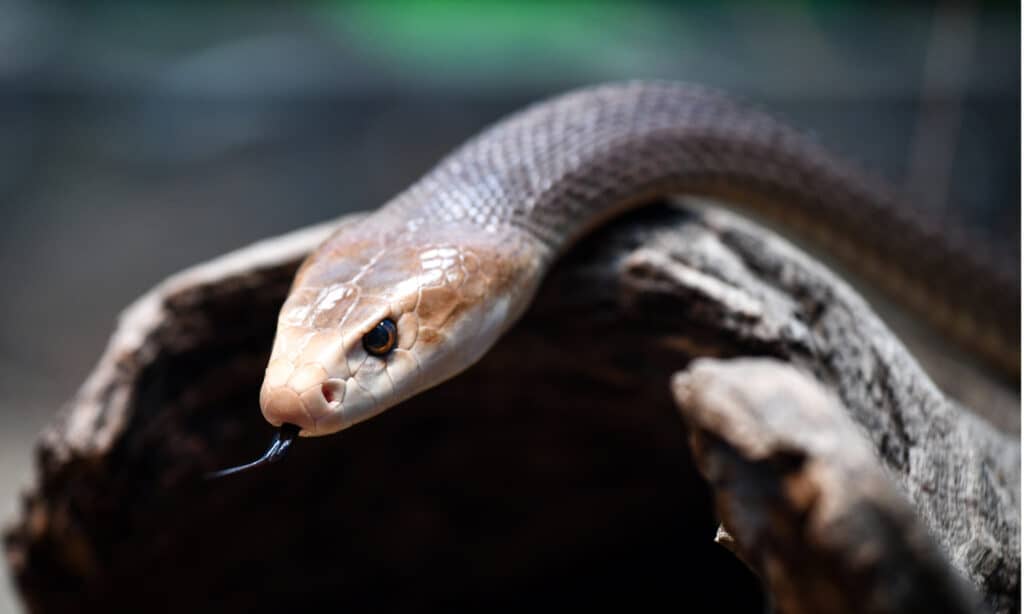 Coastal Taipan: Raja Berbisa dari Pantai Australia yang Memukau 1 Coastal Taipan