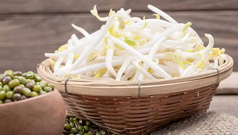 4 Manfaat Tauge: Superfood yang Layak Anda Coba 2 4 Manfaat Tauge