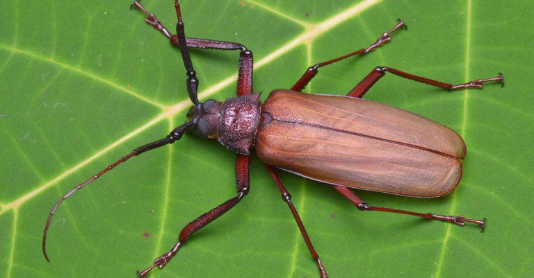 Kumbang Titan: Raksasa Misterius dari Hutan Amazon yang Menakjubkan ...