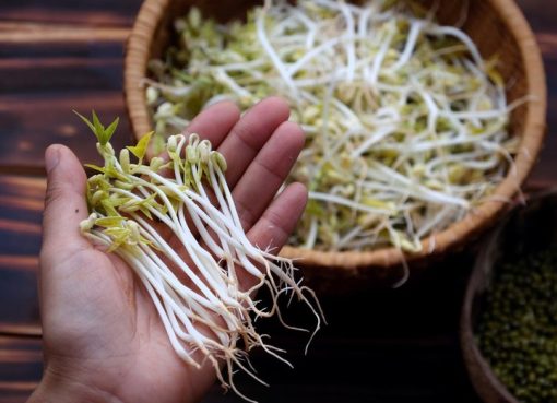 4 Manfaat Tauge: Superfood yang Layak Anda Coba 4 Manfaat Tauge