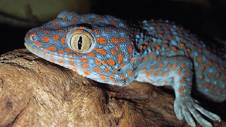 Tokek Leopard: Keindahan Bertotol yang Memikat Pecinta Reptil 1 Tokek Leopard