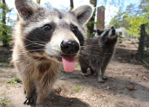 Tres Marías Raccoon