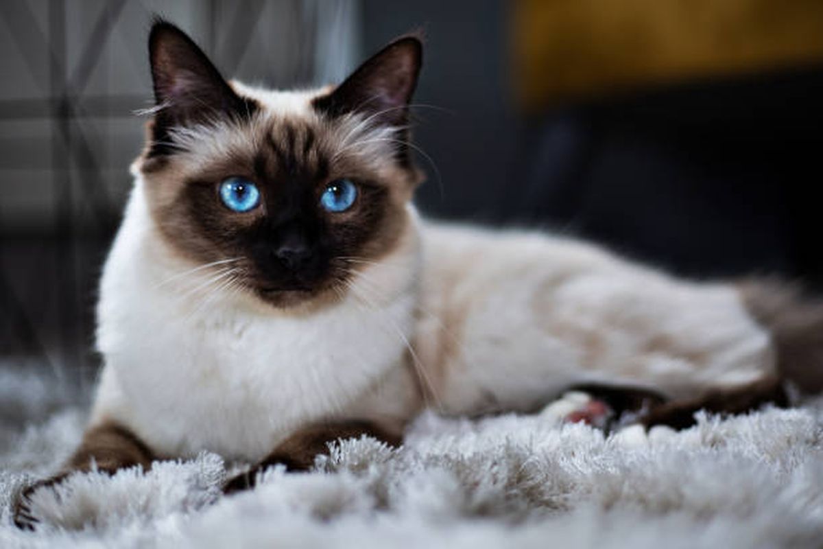 Tips Merawat Kucing Birman Agar Tetap Lucu dan Sehat 2 Mengenal Karakteristik Kucing Birman