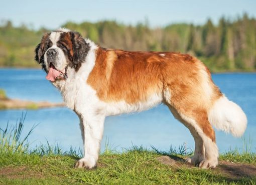 Anjing Saint Bernard