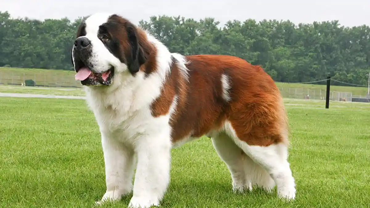 Mengenal Karakter Anjing Saint Bernard