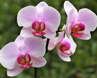 Rahasia Perawatan Anggrek Bulan Agar Rajin Berbunga dan Awet