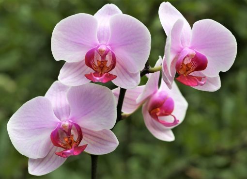 Rahasia Perawatan Anggrek Bulan Agar Rajin Berbunga dan Awet