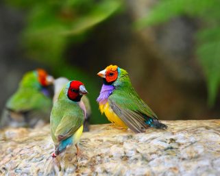 Mengenal Habitat Gouldian Finch dan Rahasia Keindahannya