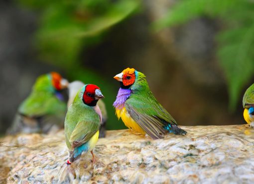 Mengenal Habitat Gouldian Finch dan Rahasia Keindahannya