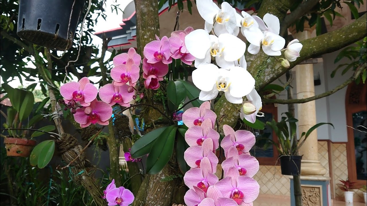 Pemilihan Media Tanam dan Nutrisi Tambahan