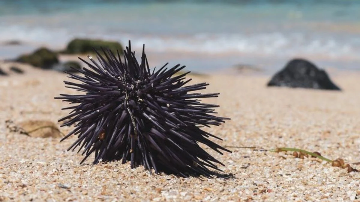 Ragam Lingkungan yang Menjadi Rumah Landak Berduri