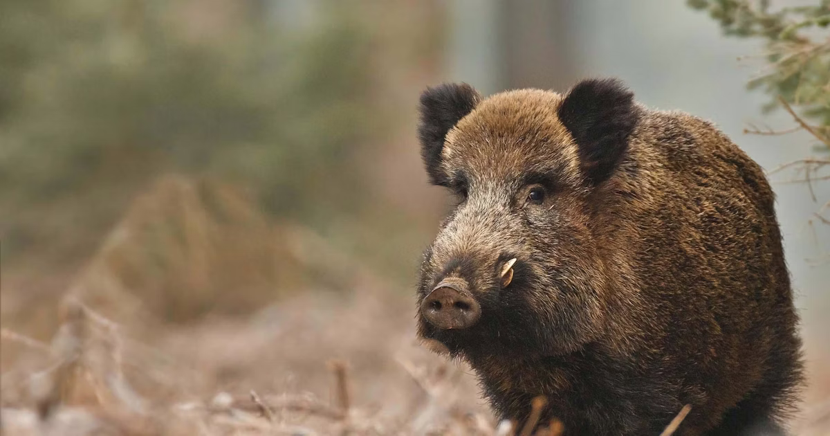 Jejak Liar Wild boar: Mengenal Habitat dan Karakter Sang Penyintas 2 Karakteristik Ekosistem Ideal bagi Wild Boar