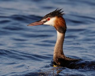 Mengenal Burung Grebe, Sang Penyelam Ulung dari Perairan Dunia