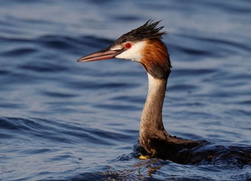 Burung Grebe