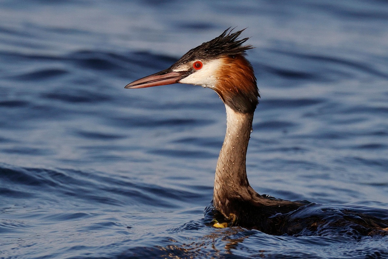 Mengenal Burung Grebe, Sang Penyelam Ulung dari Perairan Dunia 1 Burung Grebe
