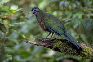 Tokhtor Sumatra, Burung Endemik yang Dilindungi dan Kian Langka