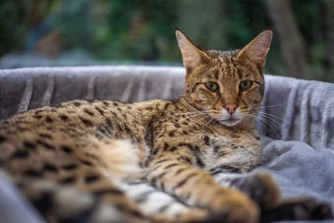Kucing Ashera, Kucing Sultan yang Langka dan Eksotis 2 Asal-Usul Kucing Ashera yang Bikin Heboh
