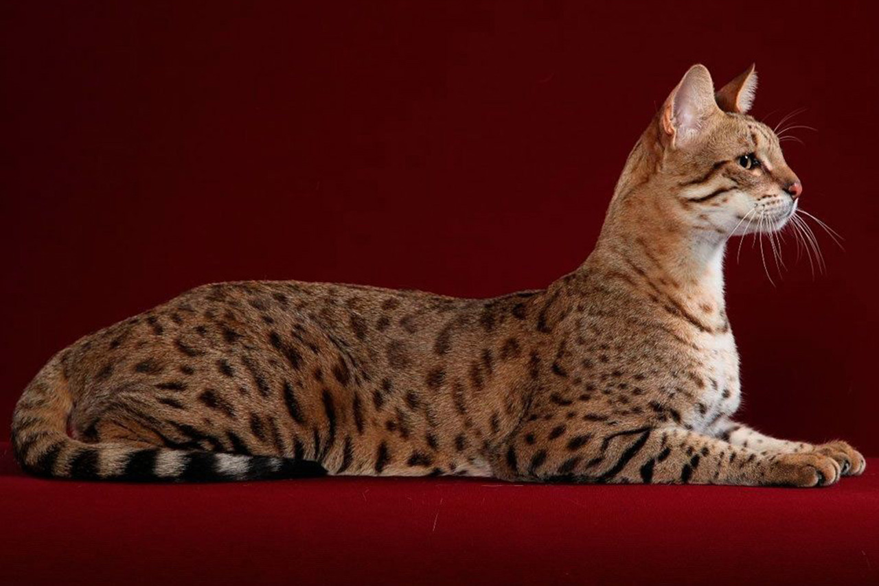 Kucing Ashera, Kucing Sultan yang Langka dan Eksotis 3 Karakter Kucing Ashera yang Tidak Banyak Diketahui