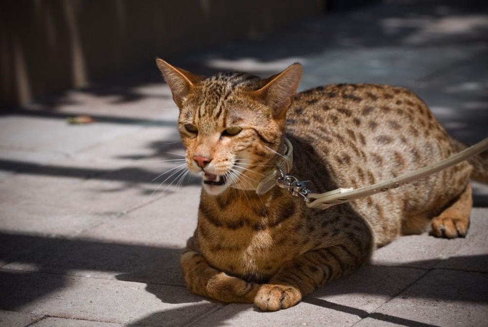 Kucing Ashera, Kucing Sultan yang Langka dan Eksotis 1 Kucing Ashera