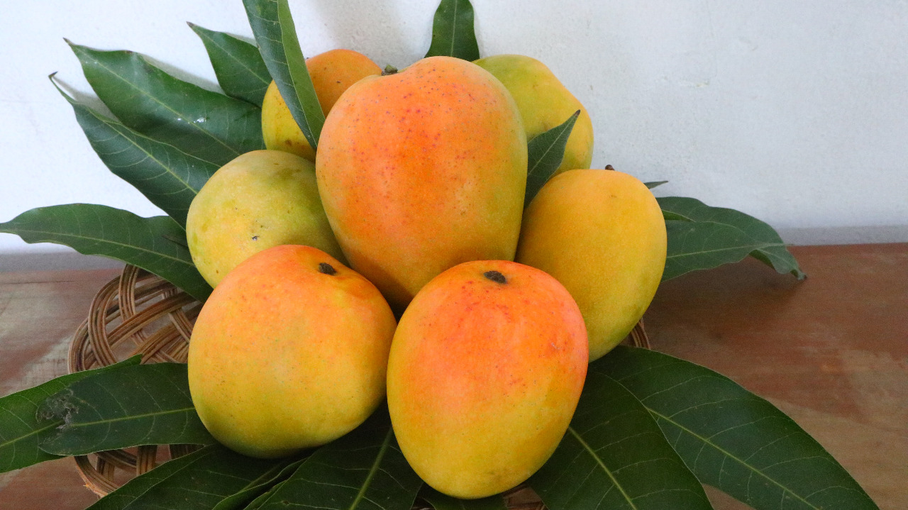Mangga Gedong Gincu