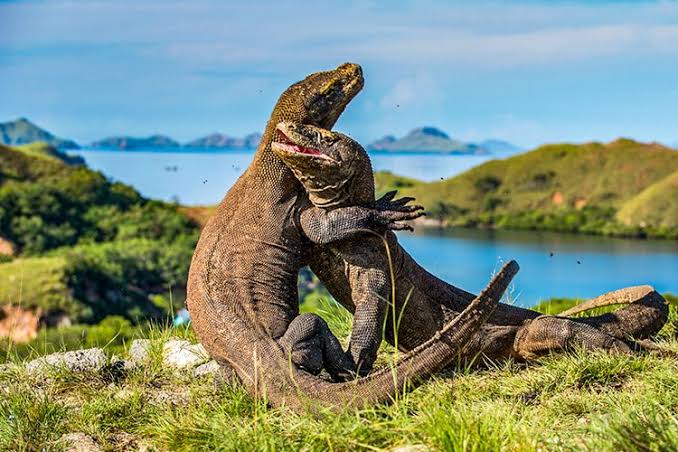 Wisata Pulau Komodo, Liburan Seru Tanpa Rasa Takut 2 Mengapa Wisata Pulau Komodo Tetap Aman