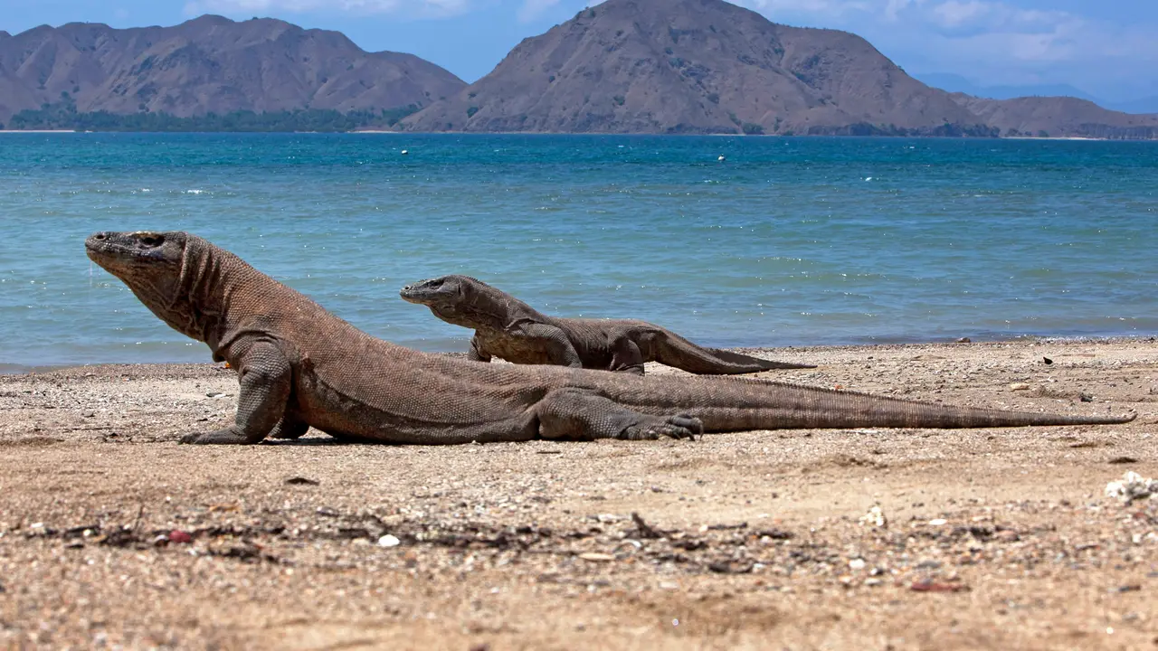 Wisata Pulau Komodo, Liburan Seru Tanpa Rasa Takut 3 Tips Liburan Seru Tanpa Rasa Takut di Pulau Komodo