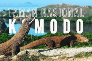 Wisata Pulau Komodo, Liburan Seru Tanpa Rasa Takut