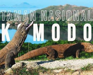 Wisata Pulau Komodo, Liburan Seru Tanpa Rasa Takut