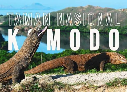 Wisata Pulau Komodo, Liburan Seru Tanpa Rasa Takut